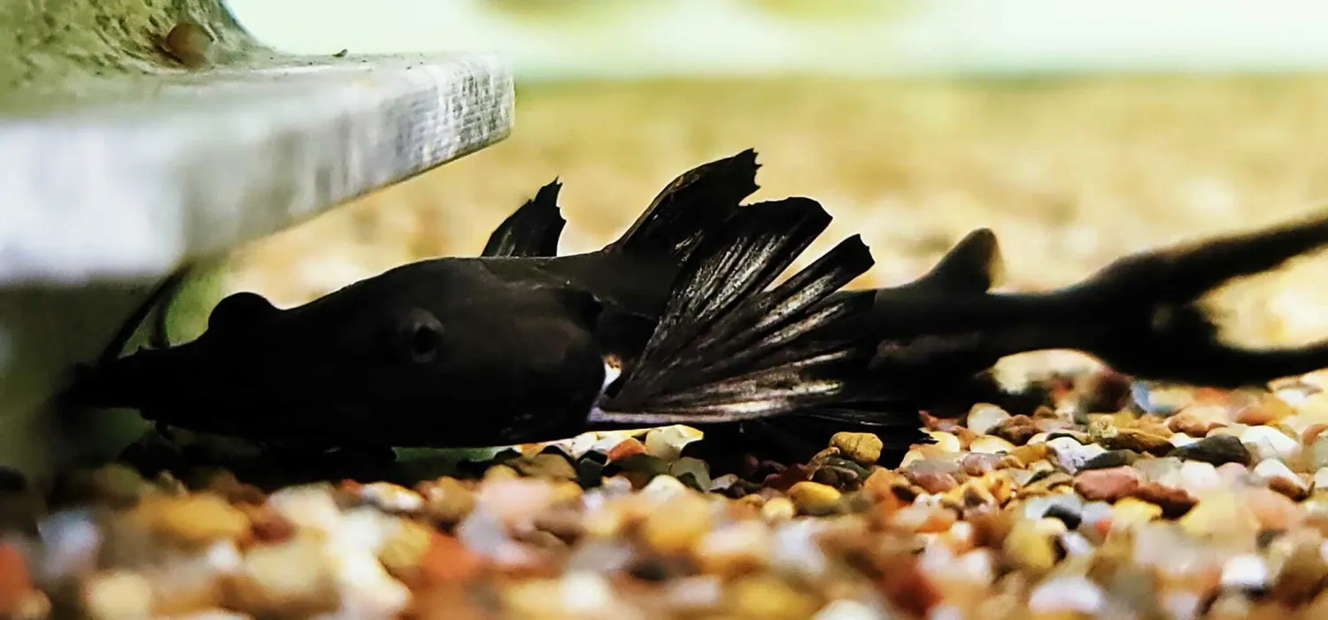 Firewood Catfish - (Sorubimichthys planiceps)