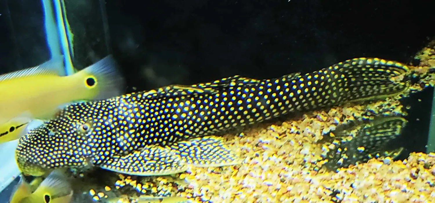 L253 Thousand Spots Pleco - (Scobinancistrus sp.)