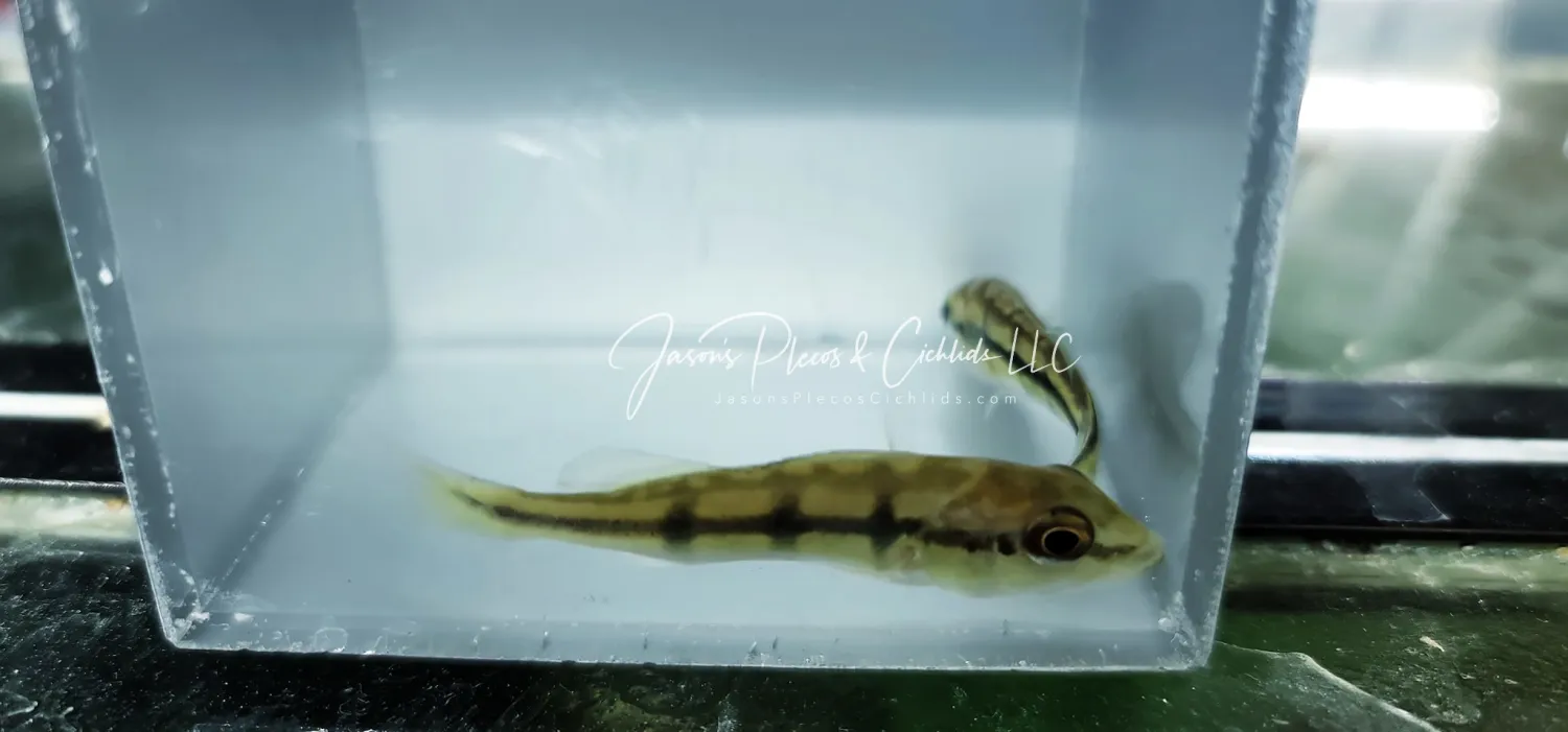 Xingu Peacock Bass - (Cichla Melaniae)