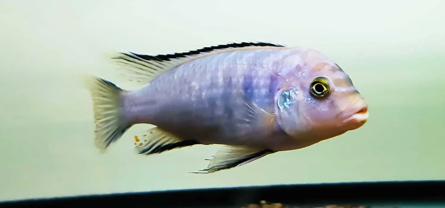 Cobalt Blue x Exasperatus Hybrid