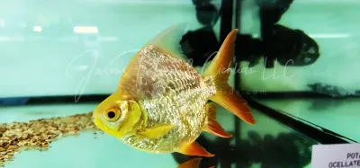 Short-Body Tinfoil Barb - (Barbonymus schwanenfeldii) Albino