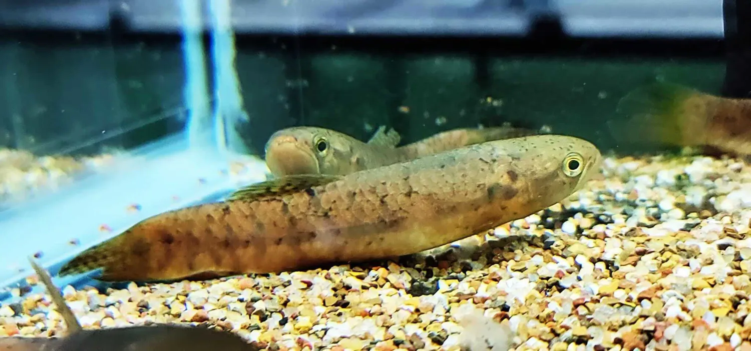 Red Wolf Fish - (Erythrinus erythrinus)