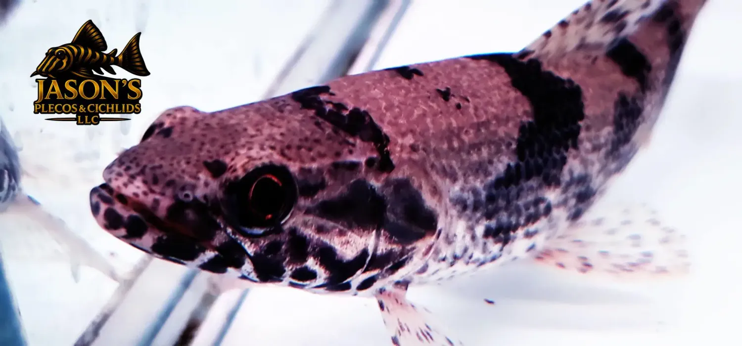 Hoplias malabaricus - (Wolf Fish)