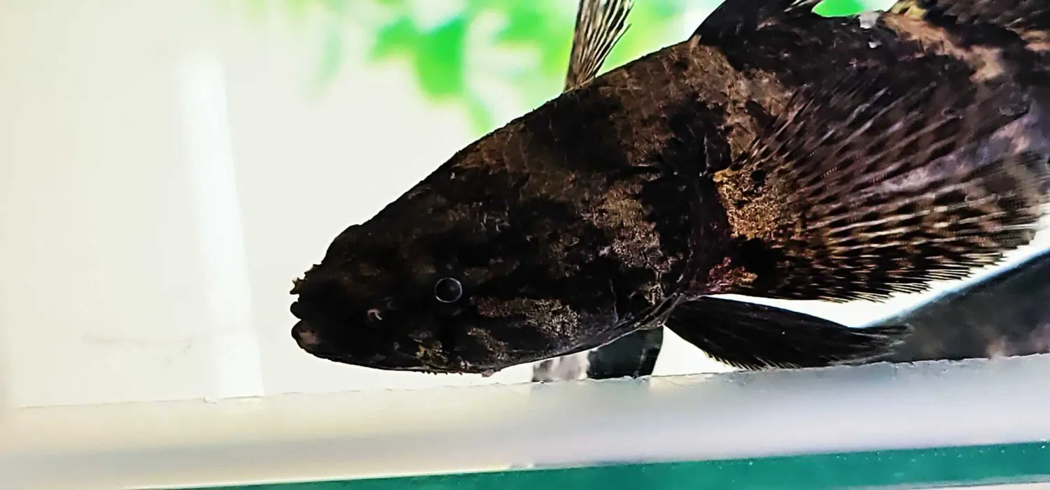 Smalleye Gudgeon - (Prionobutis microps)