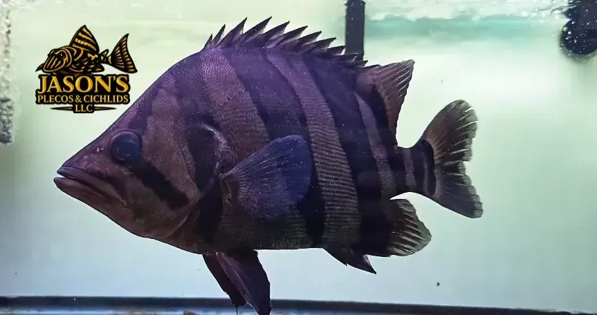 Indo Datnoid - (Datnioides microlepis)