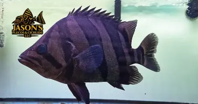 Indo Datnoid - (Datnioides microlepis) Indo Datnoid - (Datnioides microlepis)