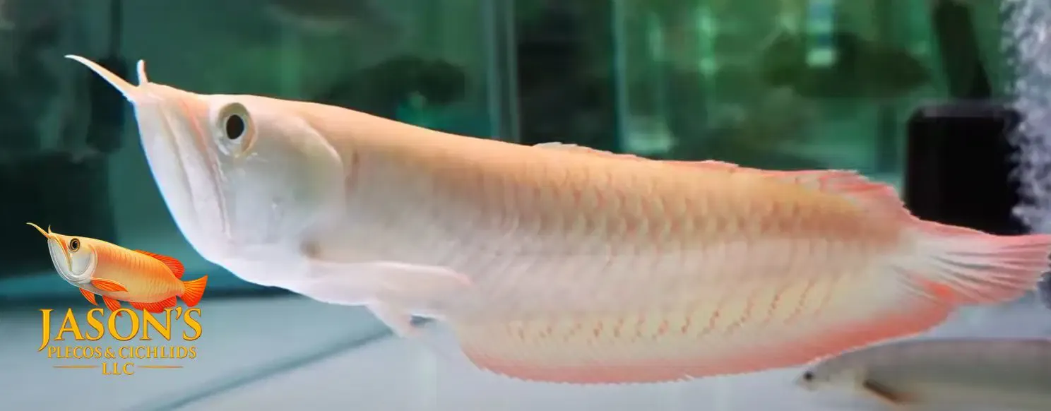 Albino Silver Arowana - (Osteoglossum bicirrhosum)