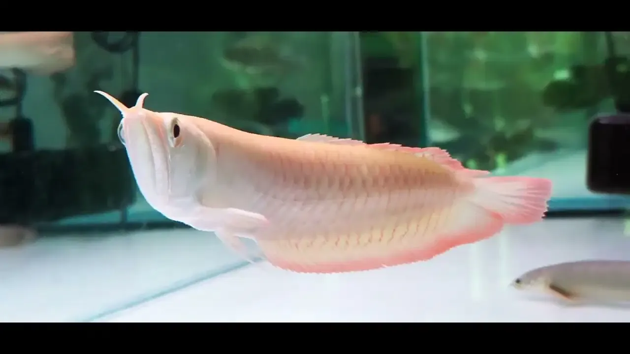 Albino Silver Arowana - (Osteoglossum bicirrhosum)