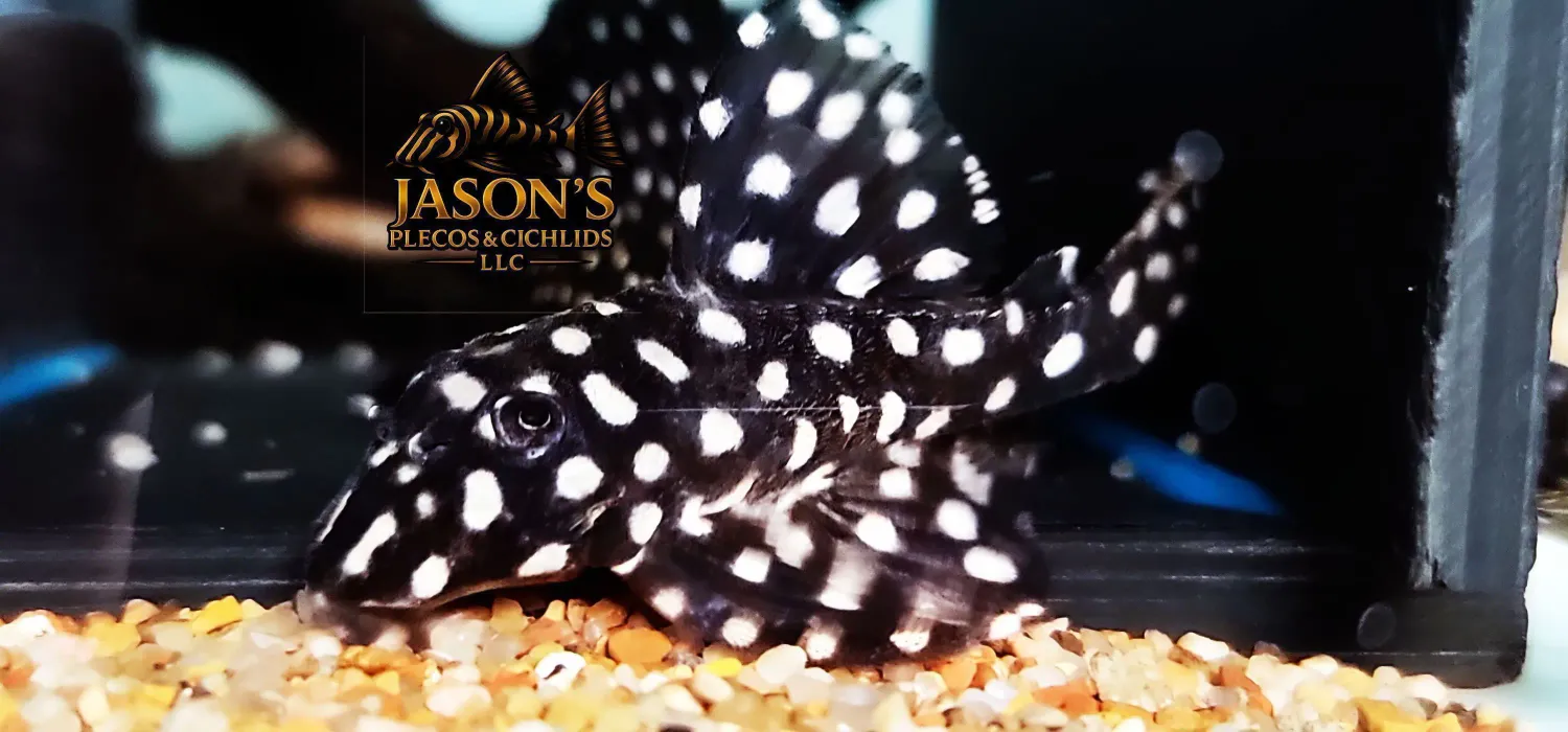 L471 Mini-Snowball Pleco (Hypancistrus sp.)