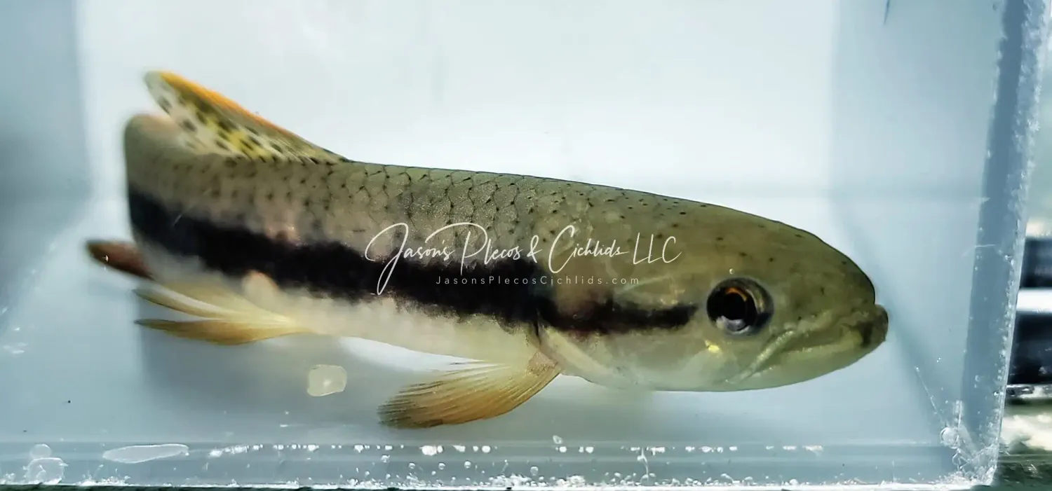 Rainbow Wolf Fish - (Erythrinus erythrinus)