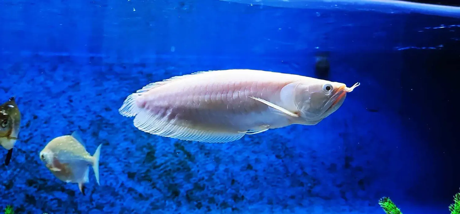 Albino Silver Arowana - (Osteoglossum bicirrhosum) Semi-Shortbody
