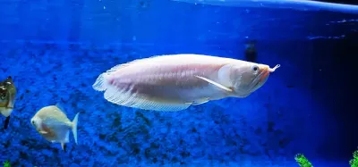 Albino Silver Arowana - (Osteoglossum bicirrhosum) Semi-Shortbody