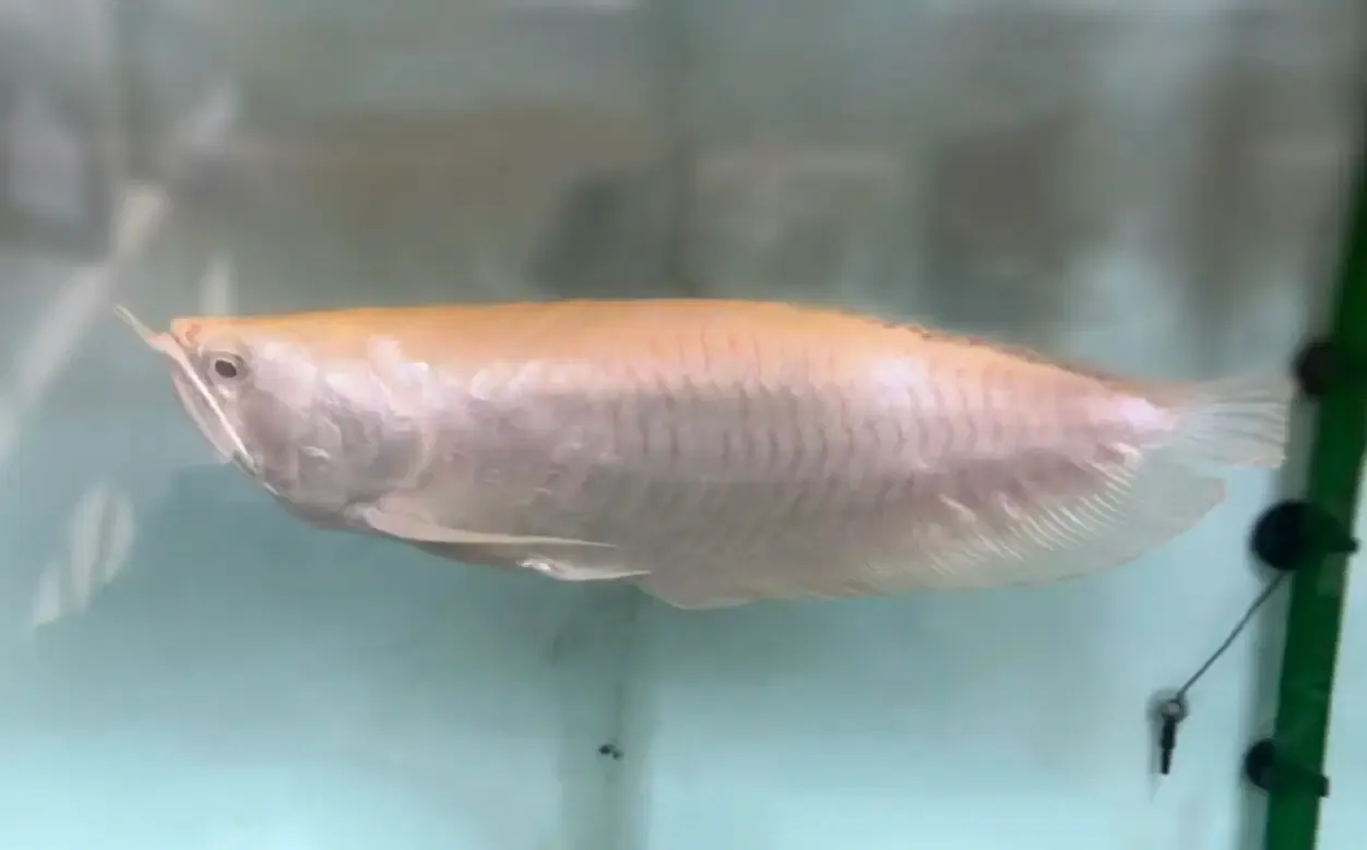 Albino Silver Arowana - (Osteoglossum bicirrhosum) Semi-Shortbody