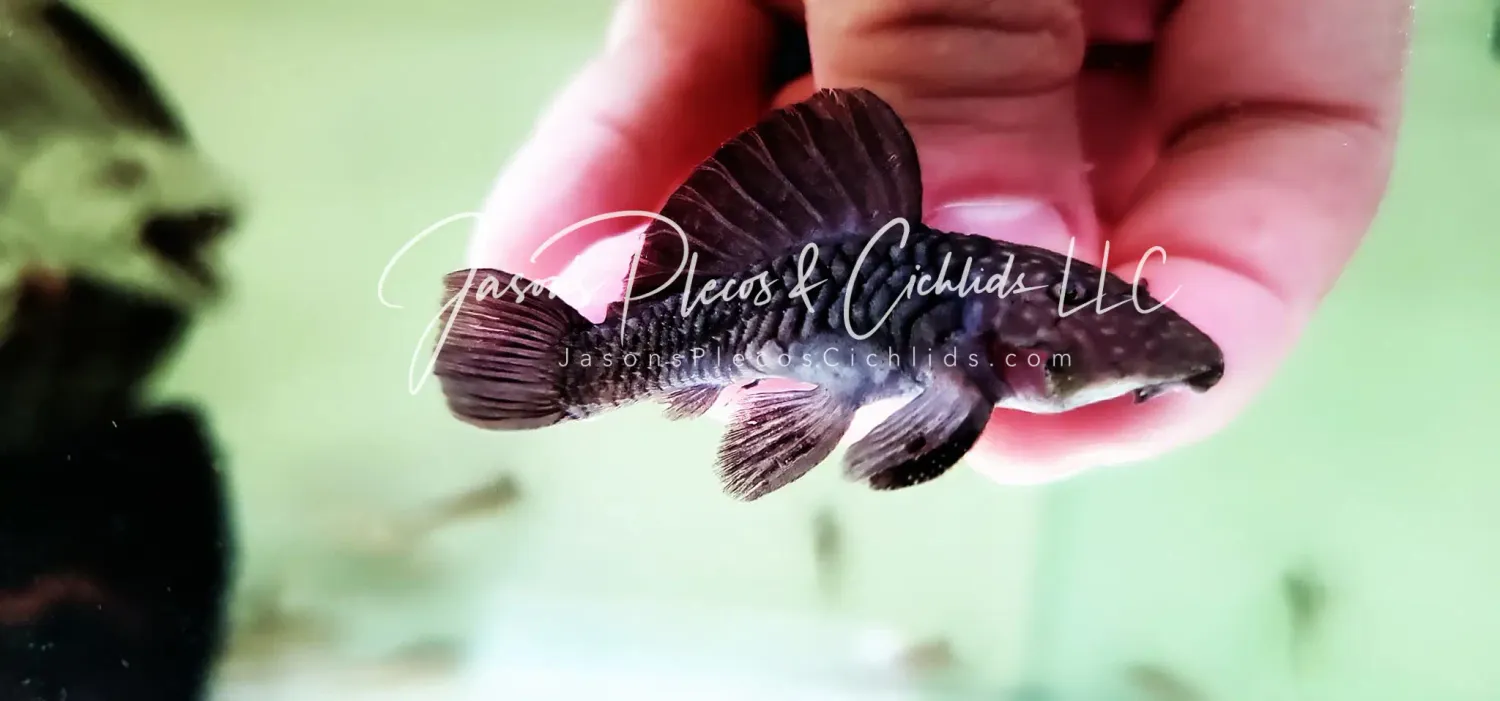 LDA046 Wormline Chubby Pleco - (Parancistrus sp.)
