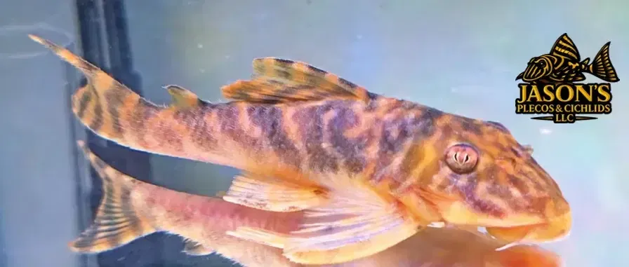 L377 Prince Tiger Pleco - (Peckoltia sp.)