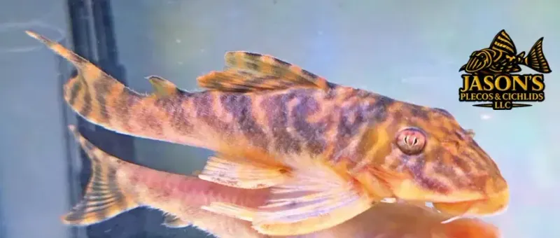 L377 Prince Tiger Pleco For Sale Online (Peckoltia sp.)