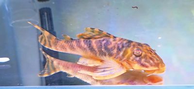 L377 Prince Tiger Pleco - (Peckoltia sp.)