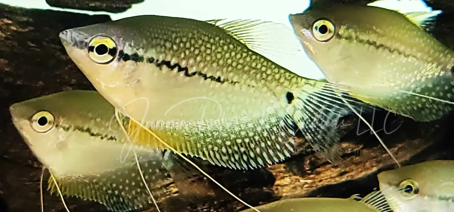 Pearl Gourami - (Trichopodus leeri)