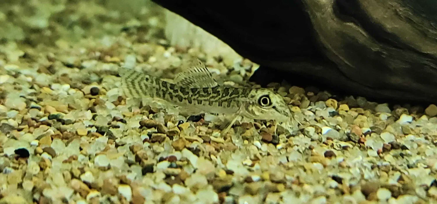 Banded Mountain Loach - (Acanthocobitis urophthalmus)