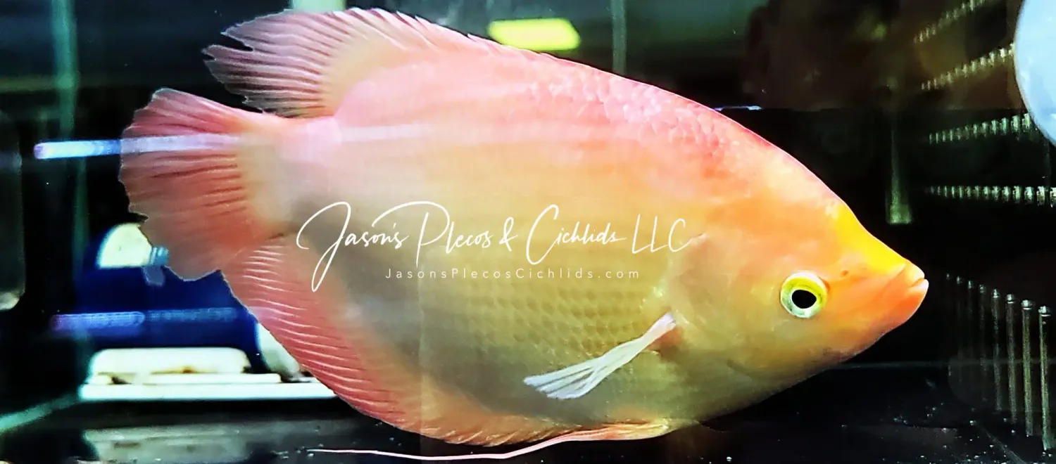 Albino Giant Gourami - (Osphronemus goramy)