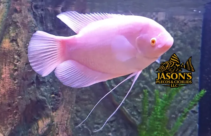 Albino Giant Gourami - (Osphronemus goramy)