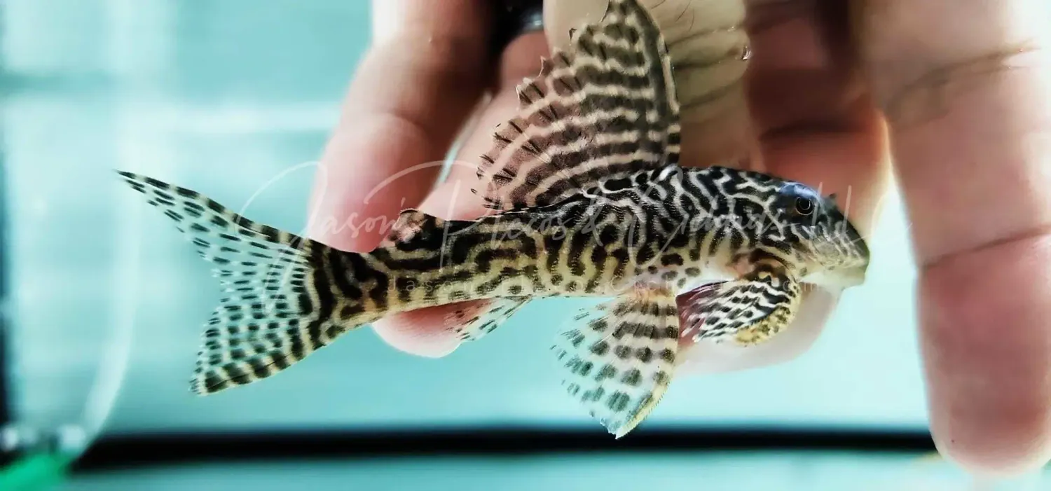 L066 King Tiger Pleco - (Hypancistrus Seideli)