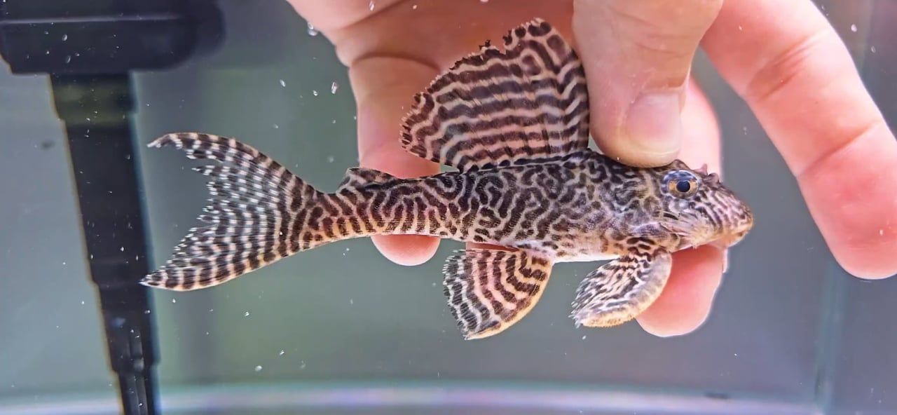 L066 King Tiger Pleco - (Hypancistrus Seideli)