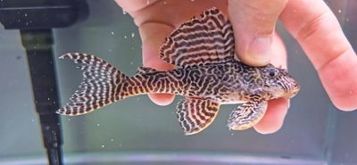 L066 King Tiger Pleco - (Hypancistrus Seideli)