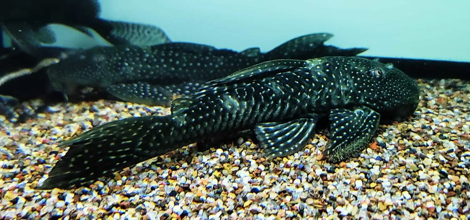 Hypostomus isbrueckeri