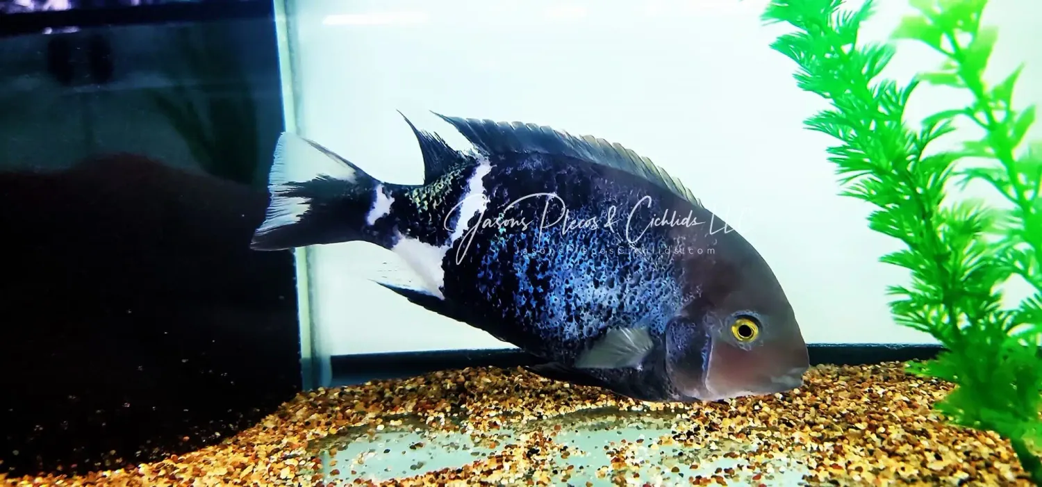 Marbled Fenestratus - (Vieja fenestrata)