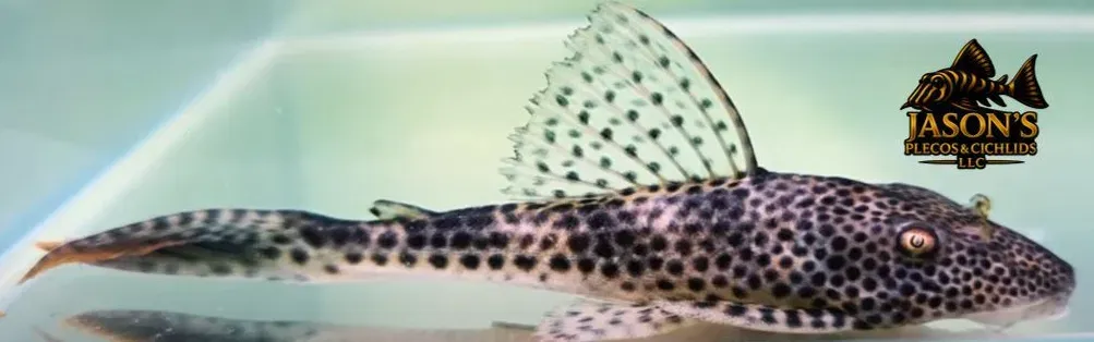 L011 Red Fin Thresher Pleco - (Aphanotorulus emarginatus)