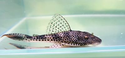 L011 Red Fin Thresher Pleco - (Aphanotorulus emarginatus)