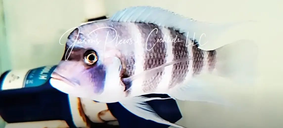 Burundi Frontosa - (Cyphotilapia gibberosa “Mpimbwe”)