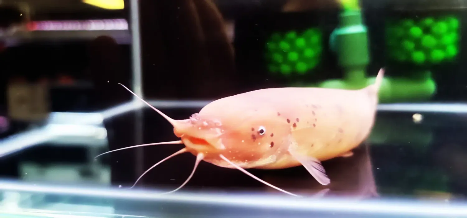 Electric Catfish - (Malapterurus electricus)