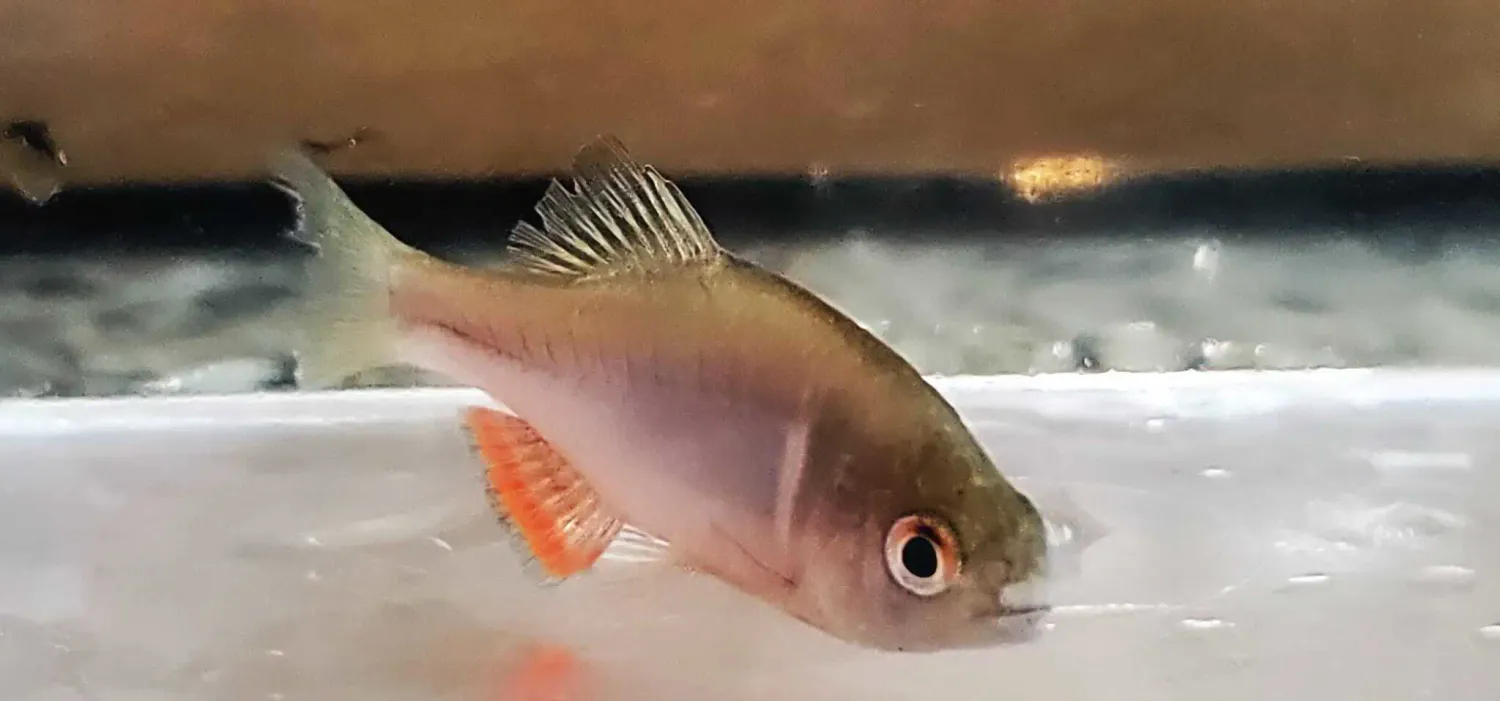 Chinese Bitterling - (Sinorhodeus microlepis)