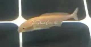 Platinum Freshwater Dolphin Fish - (Mormyrus Longirostris)