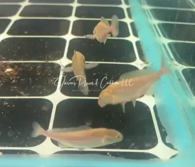 Platinum Freshwater Dolphin Fish - (Mormyrus Longirostris)
