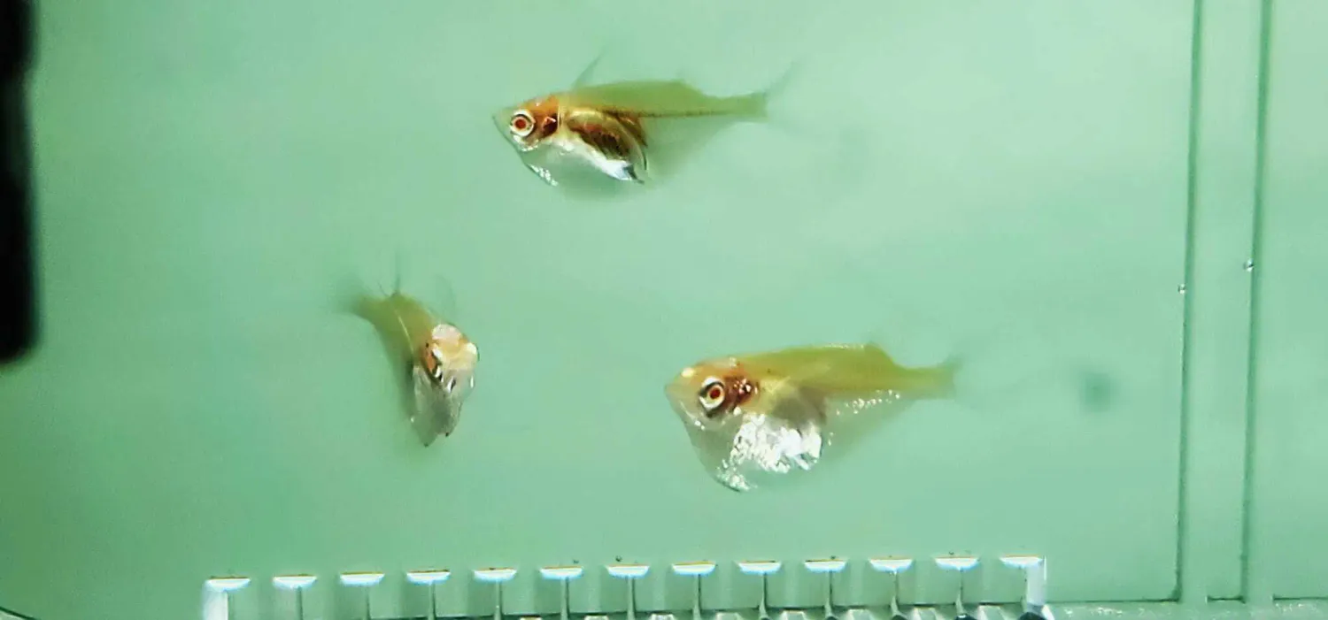 Silver Hatchetfish - (Gasteropelecus levis) Albino