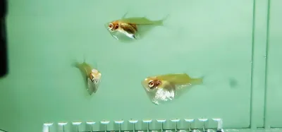 Silver Hatchetfish - (Gasteropelecus levis) Albino