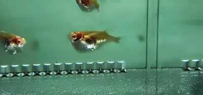 Silver Hatchetfish - (Gasteropelecus levis) Albino
