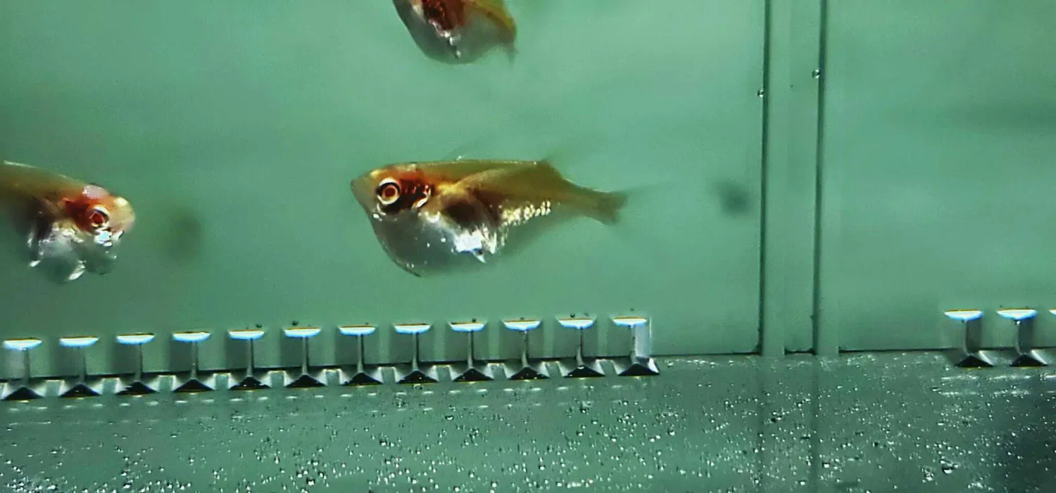 Silver Hatchetfish - (Gasteropelecus levis) Albino