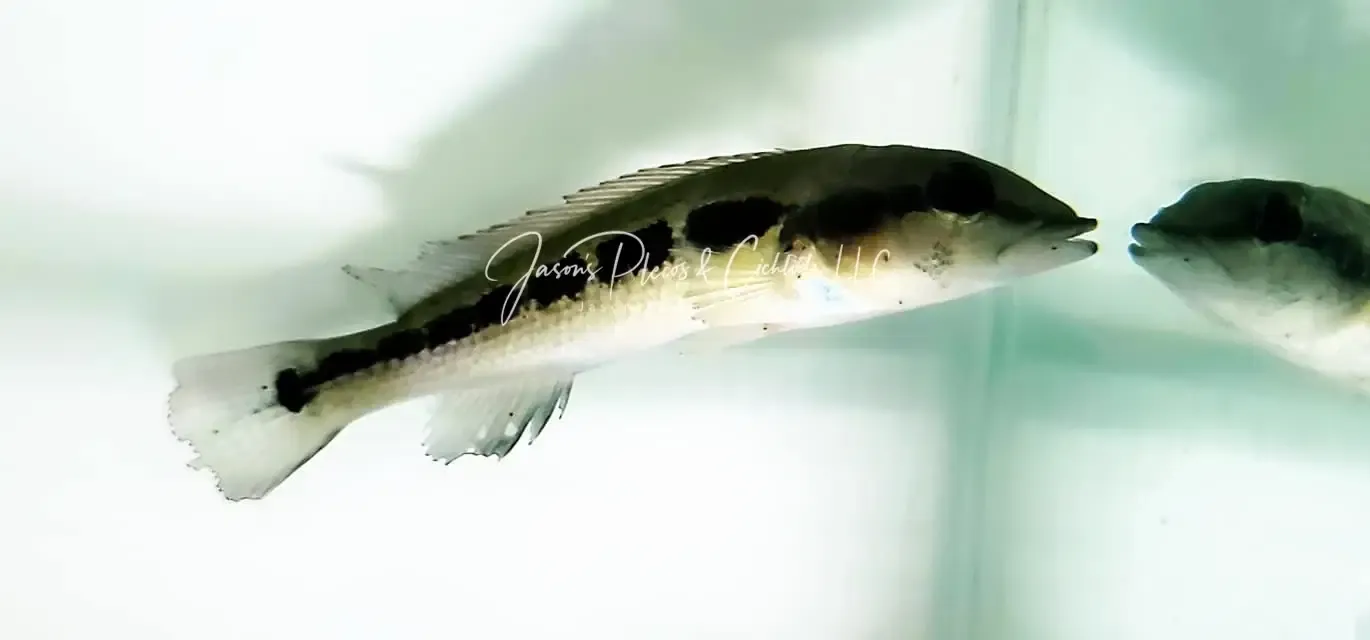 Ypo Pike Cichlid - (Crenicichla ypo)