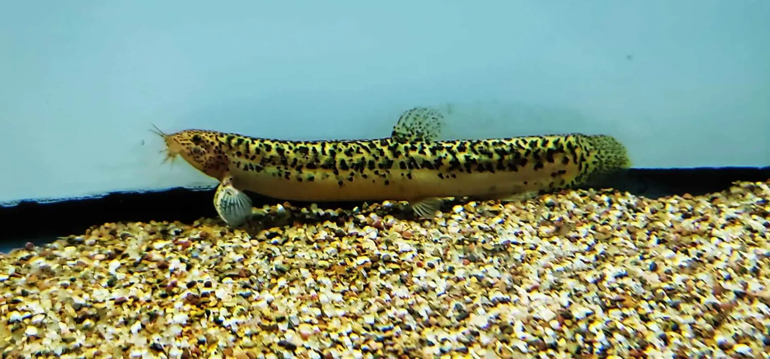 Mojo Dogo Loach - (Paramisgurnus dabryanus)