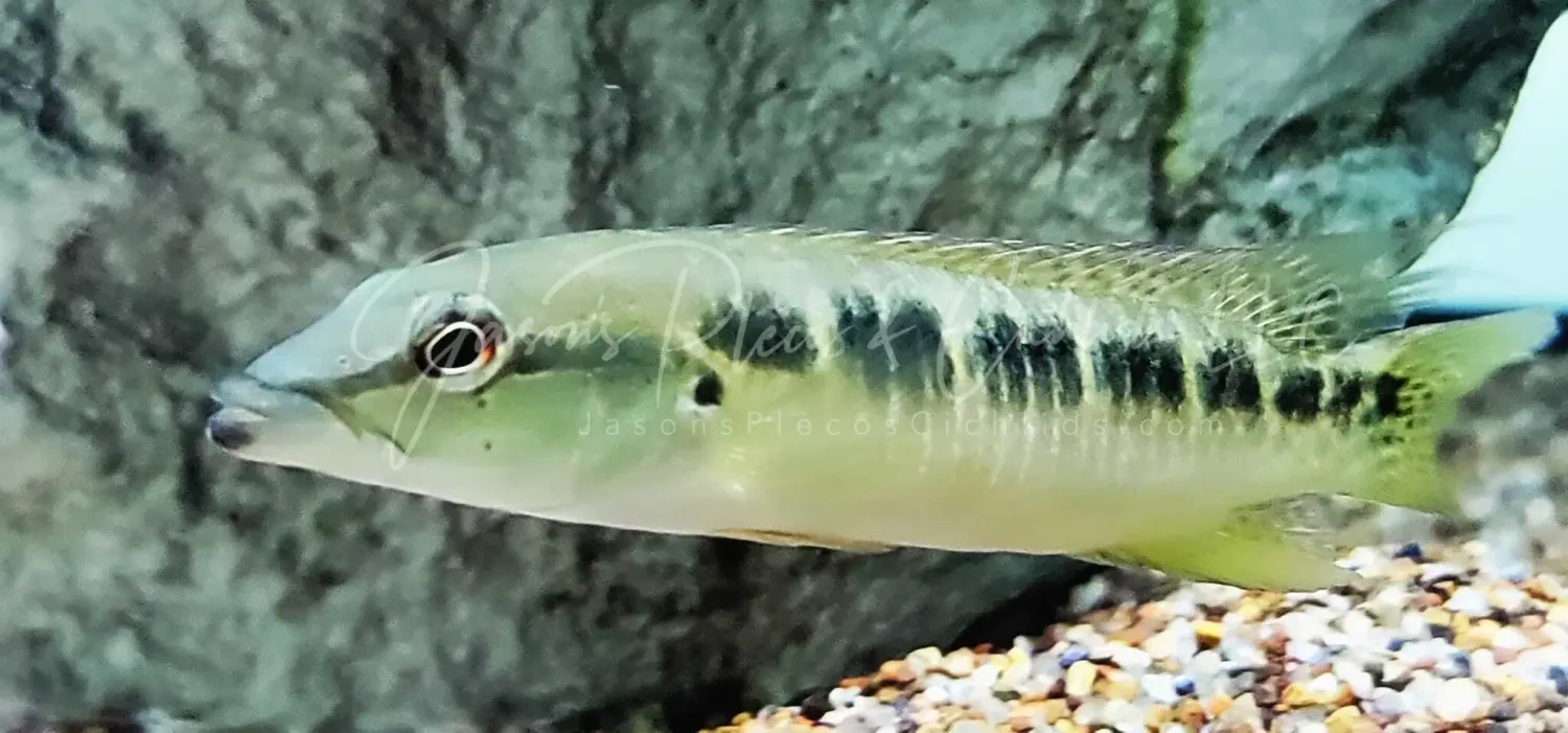 Yaha Pike Cichlid - (Crenicichla yaha)