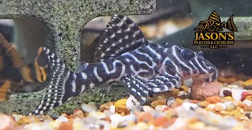 L066 King Tiger Pleco x L260 Queen Arabesque Pleco - Hybrid