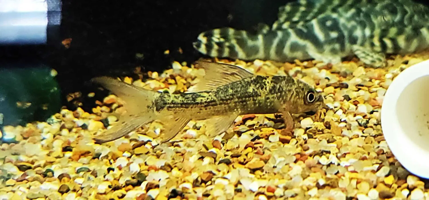 Harlequin Shark - (Labeo cyclorhynchus)