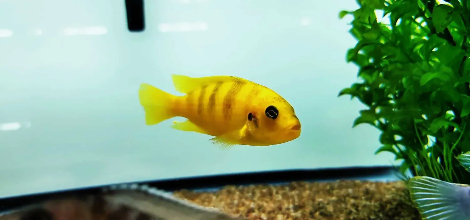 Kenyi Cichlid - (Maylandia lombardoi)