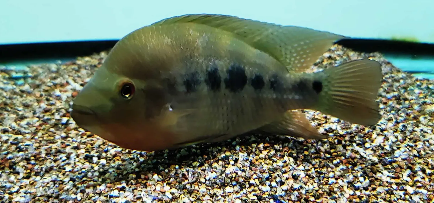 Flaveolus Cichlid - (Amphilophus flaveolus)
