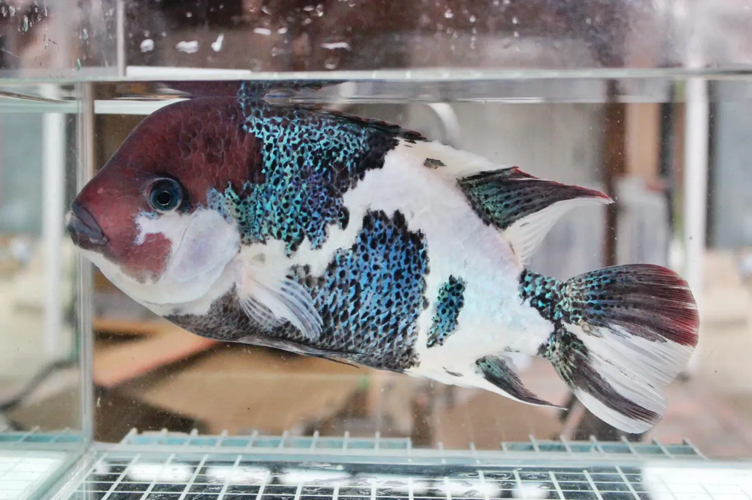 Fenestratus Cichlid - (Vieja Fenestratus)