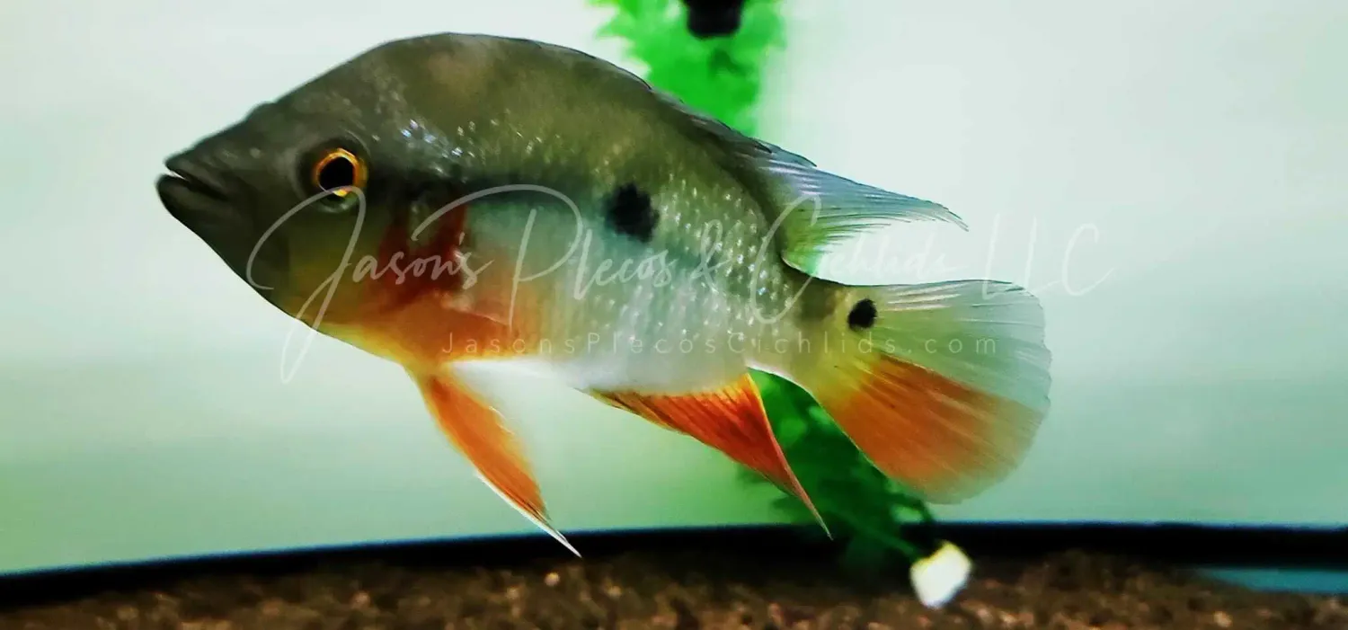 Basketmouth Cichlid - (Caquetaia spectabilis)